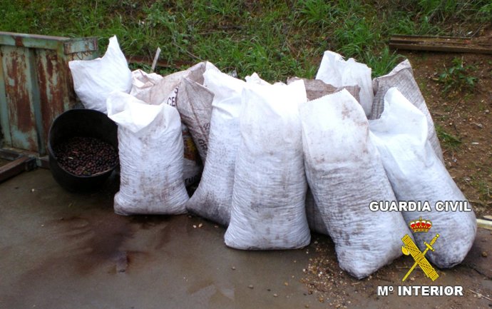 NP Guardia Civil (Casi 100 Personas Imputadas Por Sustraer Aceitunas)
