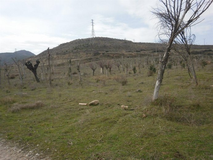 Imagen de los árboles que se van a talar