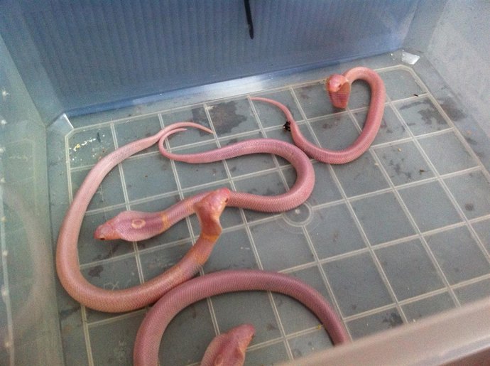 Crías de cobras albinas