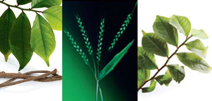 Elementos naturales para la piel