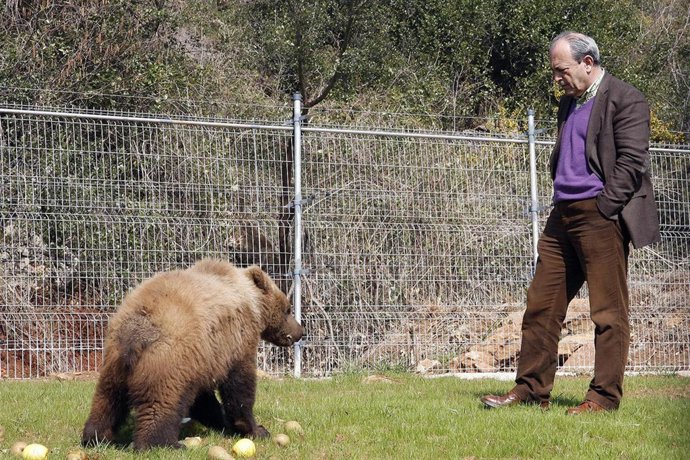 Oso 'Aragón y Marcano