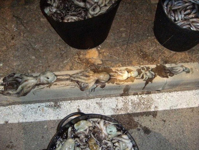 Pescado y pulpos inmaduros intervenidos
