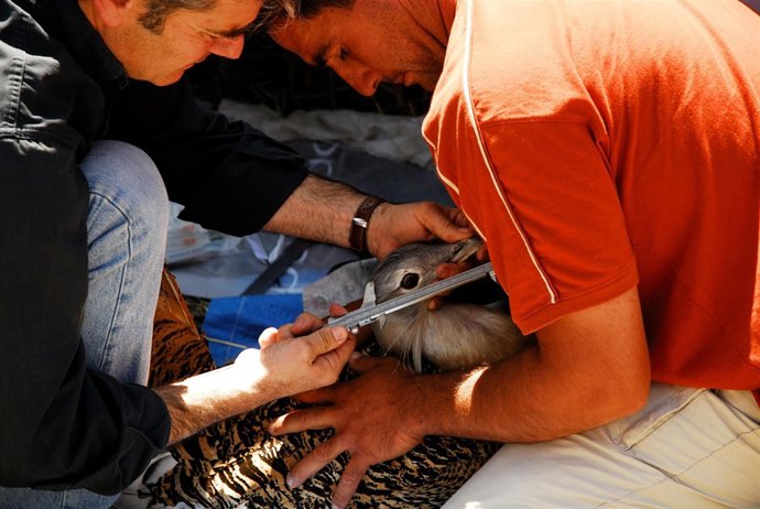 Recuperación de una avutarda durante el proyecto LIFE aves esteparias