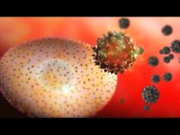 Descubren los mecanismos de la resistencia del cáncer de mama a 'Herceptin' (Roche)