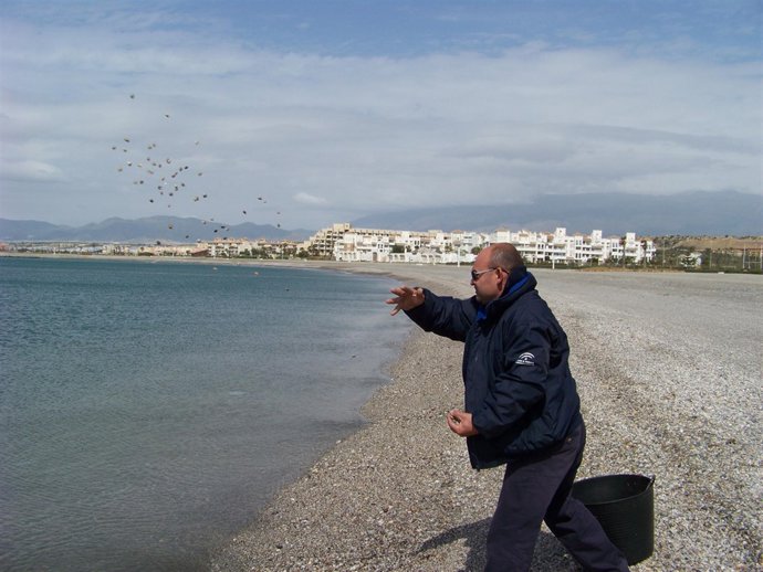 1.Un trabajador del departamento de Inspección Pesquera arroja chirla al mar, en