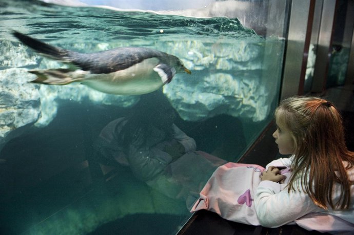 Faunia DORMIR CON PINGÜINOS PADRES CON HIJOS DÍA DEL PADRE