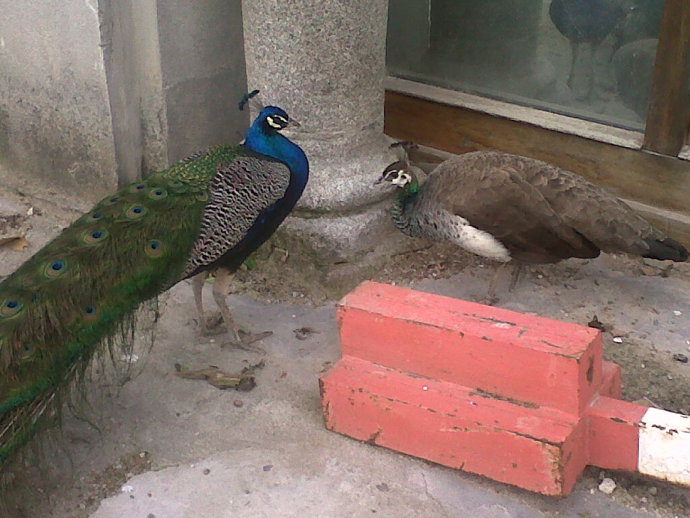 IU DENUNCIA (PAVOS REALES ENTRE CASCOTES)