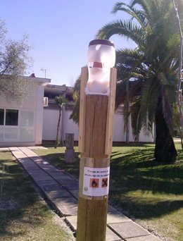 Trampa contra la plaga del picudo rojo en las palmeras, utilizado en Huelva.