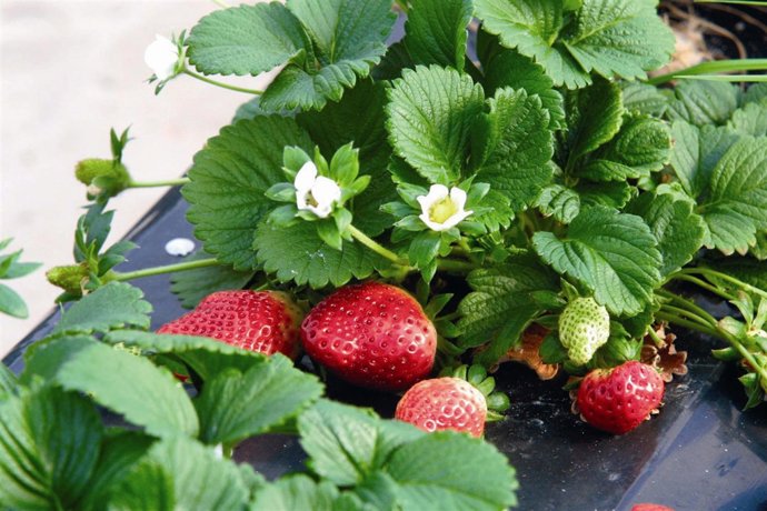 Fresas de Huelva