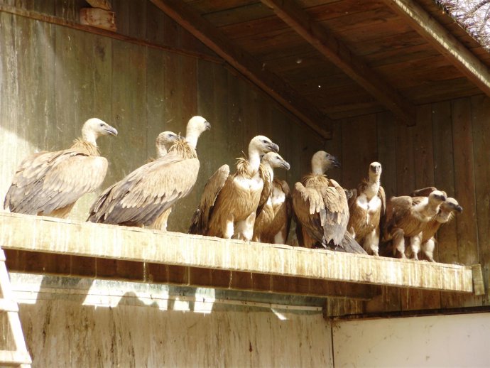 Buitres leonados en un centro de recuperación