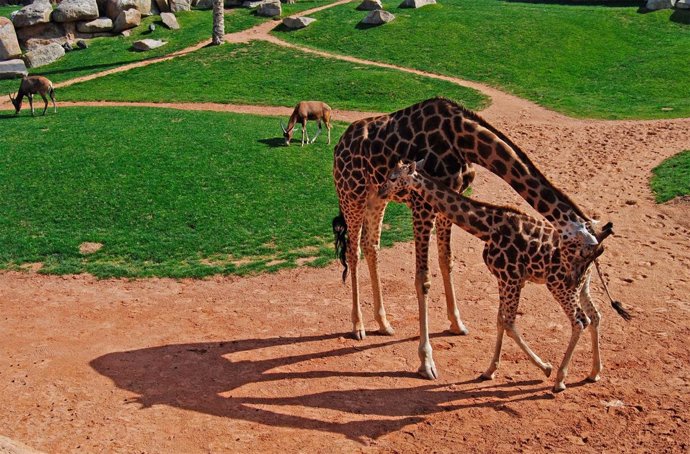 Tumai y Juluis en la Sabana de Bioparc