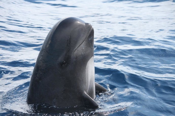 Ejemplar de Calderón Común