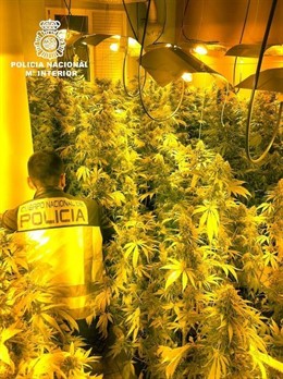 Imagen de la plantación