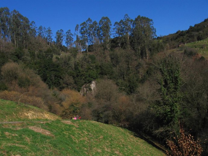 Bosque mixto sierra Pendo