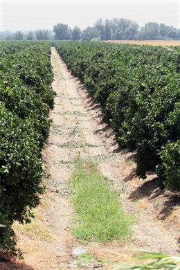 Cultivos de Andalucía