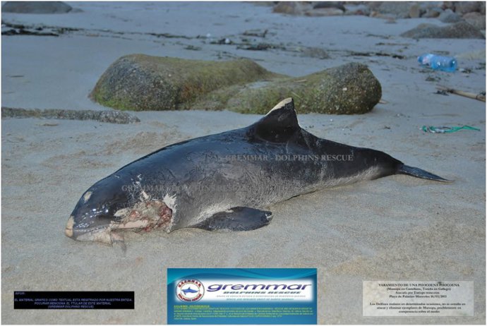 VARAMIENTO DE MARSOPA (Castellano), TONIÑA (Gallego) Playa De Palacios Sanxenxo