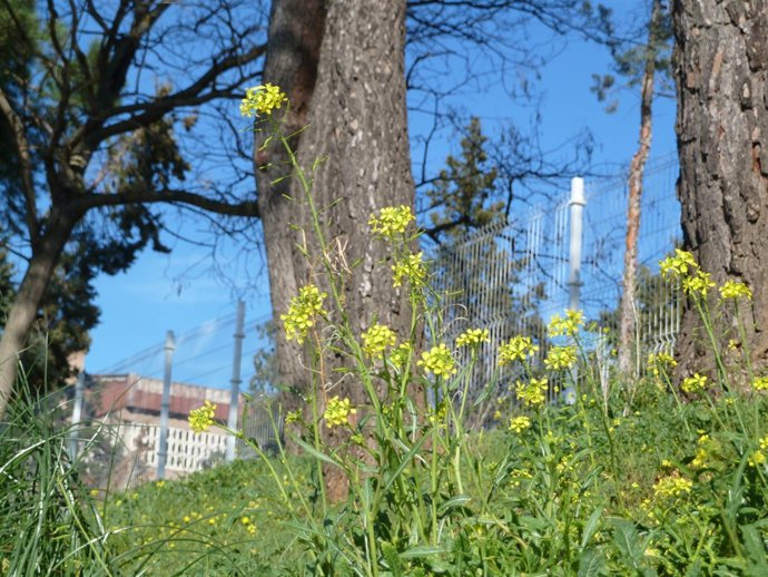 Las flores en primavera causan alergia