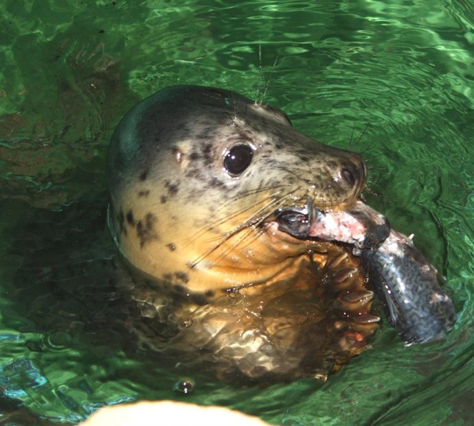 Liberación Dun Lobo Mariño En Recuperación