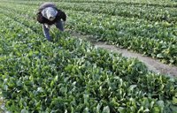 Japón.- La OMS afirma que la contaminación radiactiva en alimentos es un problema "más grave de lo que se esperaba"