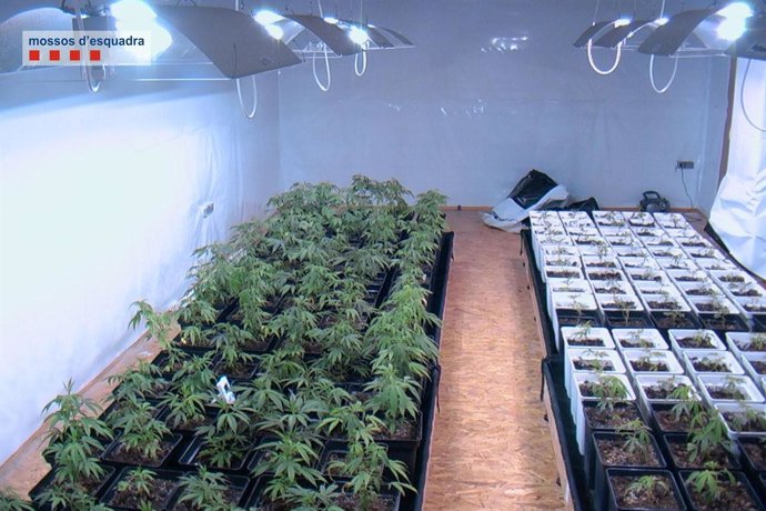 Plantas de marihuana intervenidas