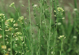 Camelina