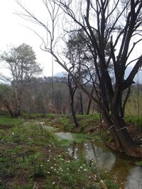 Sindicatos agrarios y ecologistas piden actualizar el plan forestal y reconocer la función social de los bosques