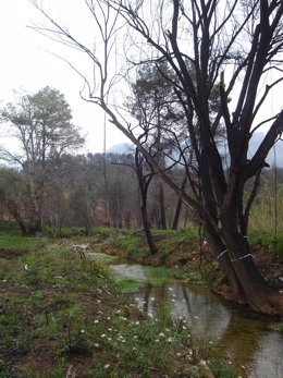 Bosque de ribera