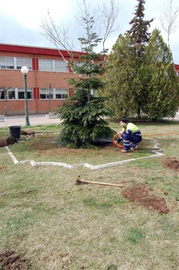 Trabajos de plantación del abeto en el emplazamiento que antes ocupaba la estatu