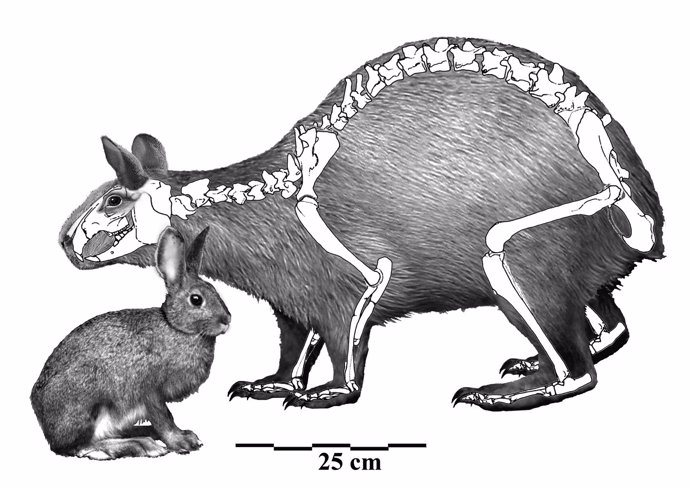 Comparativa del conejo actual con el conejo gigante de Menorca