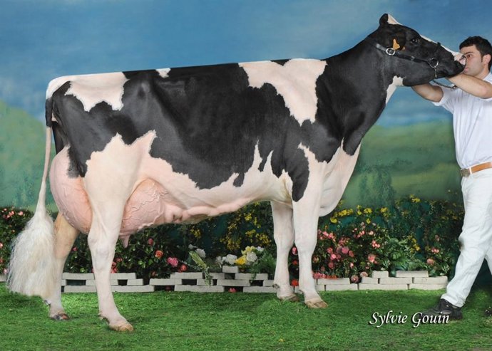 La vaca Venturo Morty Leticia, ganadora de las dos últimas ediciones