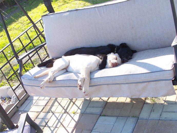 perros, dormir, descansar