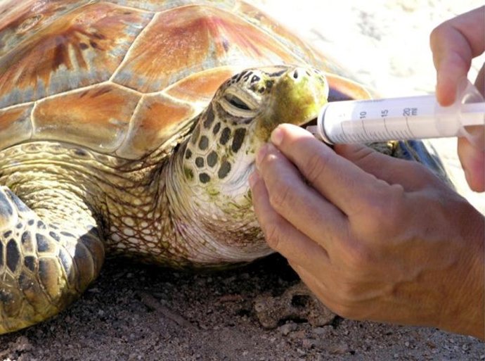 La Clínica de Tortugas