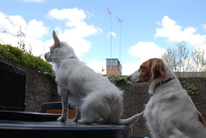 Dos Perritas Abandonadas Animan A Colaborar Con Los Animales Abandonados