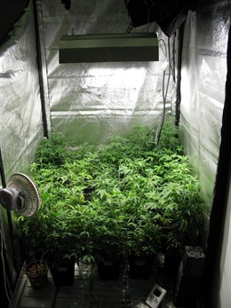 Plantación de marihuana incautada en Benetússer