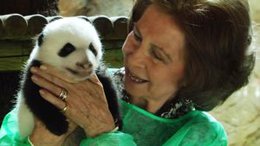 La Reina de España con un nuevo oso panda del Zoo de Madrid