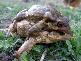 Temporada de anfibios en Madrid
