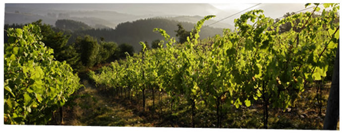 Cepas de uva para txakoli.