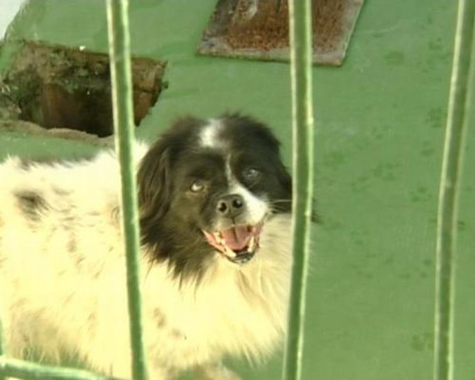 Liberan a un perro y retiran el cadáver de otro de una casa de Mérida