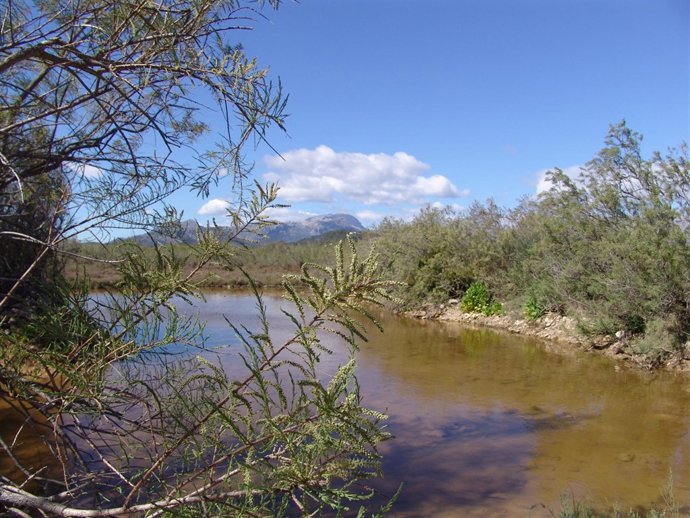s'albufereta de pollença