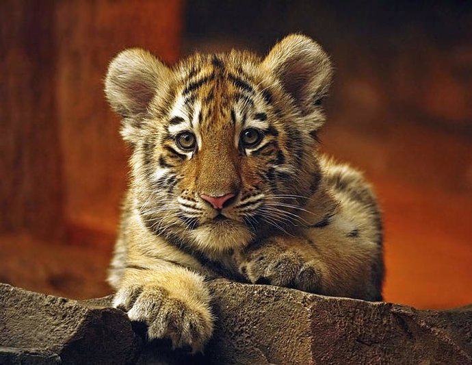 Tigre peligro extinción