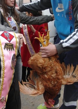 Gallo regalado en las fiestas de Ascó como premio