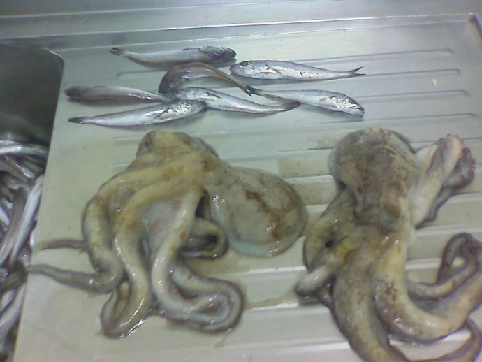 Merluza y Pulpo decomisado en el Puerto de Adra, Almería. 
