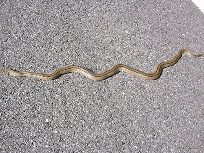 serpiente en la ciudad por Sobredo CC Flickr 