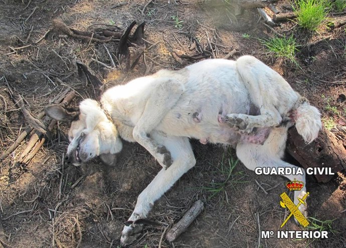 Un mastin muere envenenado en una finca de Almonte.
