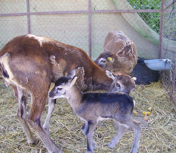 Cria de muflón