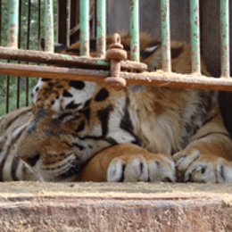 Tigre de Bengala que malvivía en una jaula de Cunit (Tarragona)