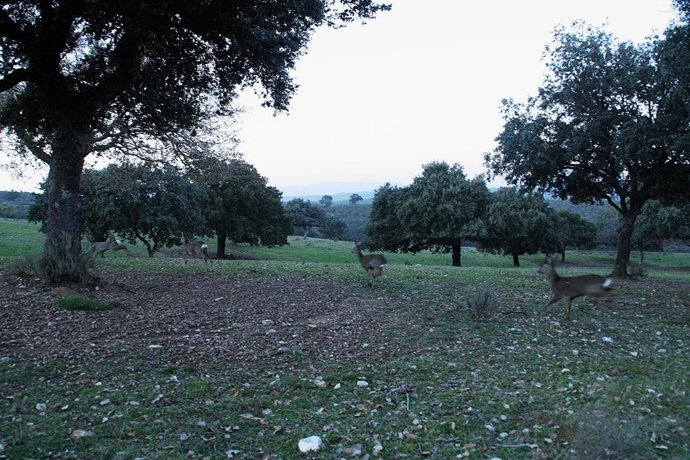 Corzos, en Andújar (Jaén)
