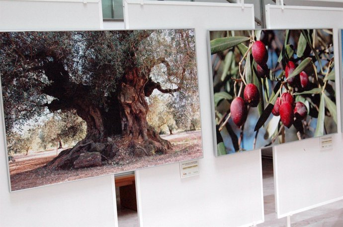 Exposición sobre olivos en Albacete