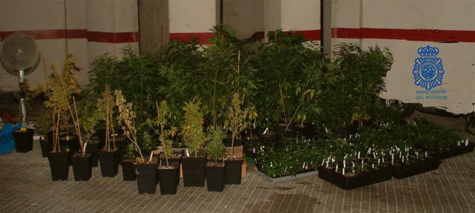 Invernaderos marihuana