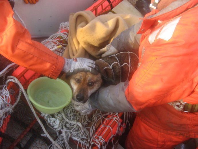Perro rescatado a 2 km de la costa japonesa (tras el terremoto)